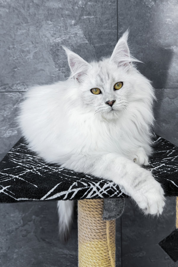 Zephir | Maine Coon Kitten