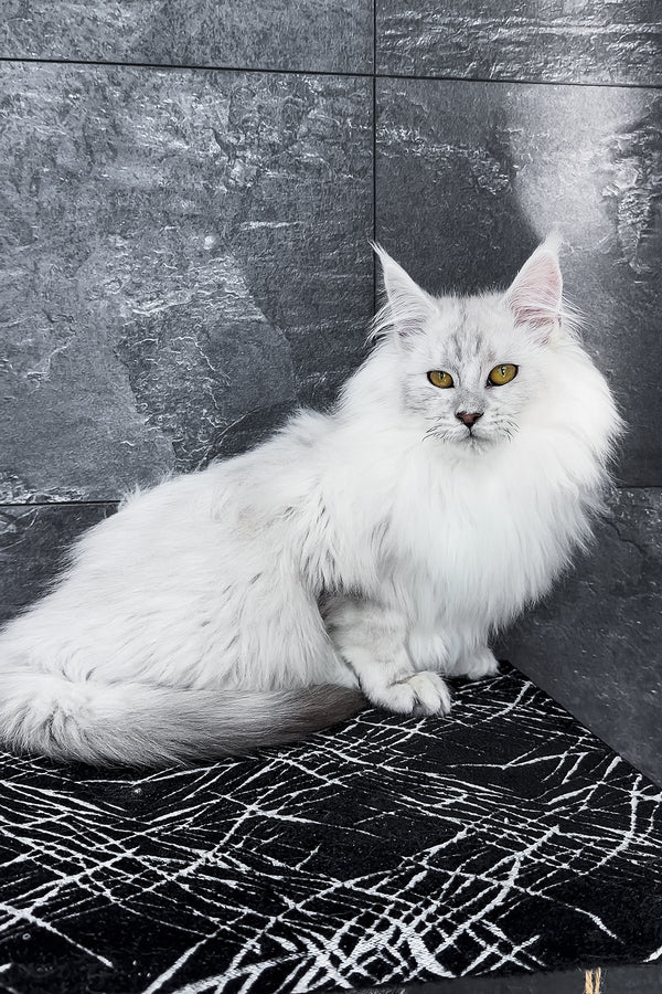 Zephir | Maine Coon Kitten