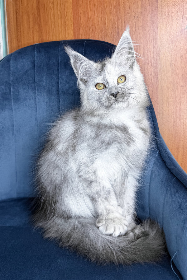 Zhaklin | Maine Coon Kitten