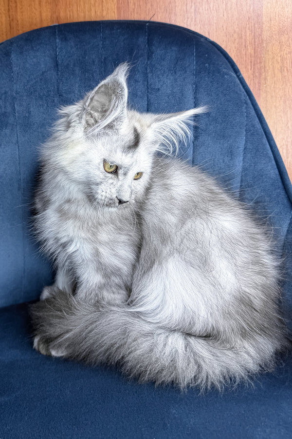 Zhaklin | Maine Coon Kitten