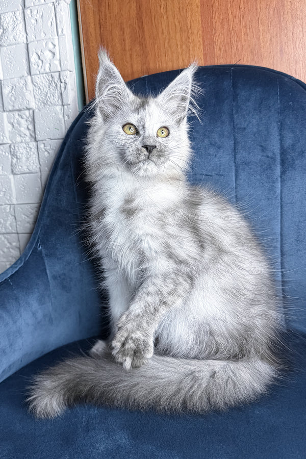Zhaklin | Maine Coon Kitten