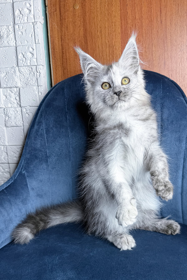 Zhaklin | Maine Coon Kitten