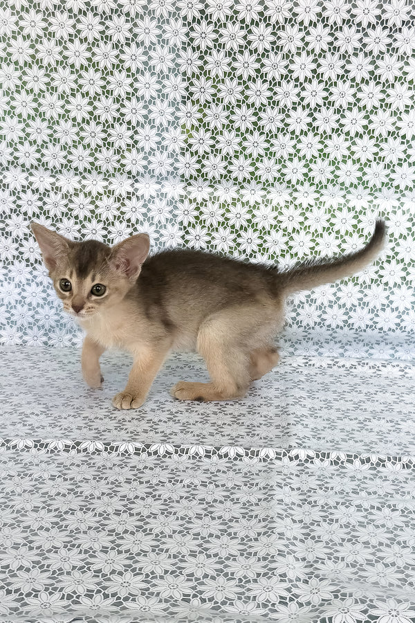 Zhasmin | Abyssinian Kitten