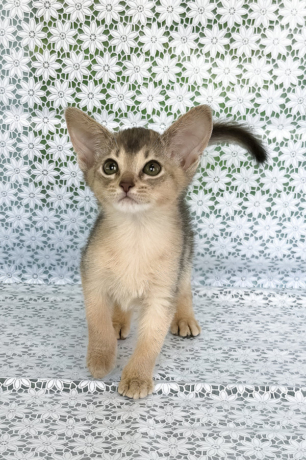 Zhasmin | Abyssinian Kitten