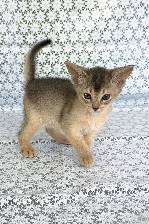 Zhasmin | Abyssinian Kitten