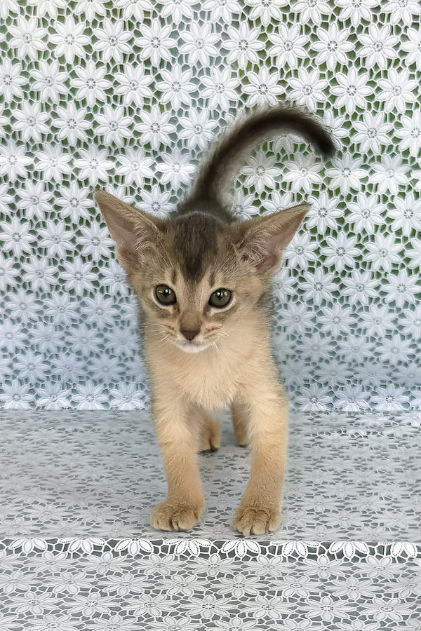 Zhasmin | Abyssinian Kitten