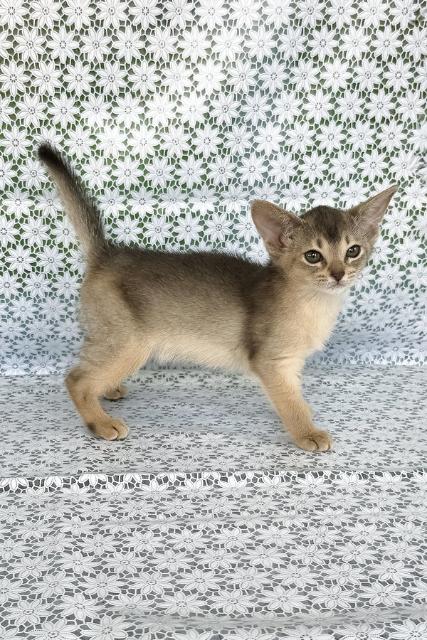 Zhasmin | Abyssinian Kitten