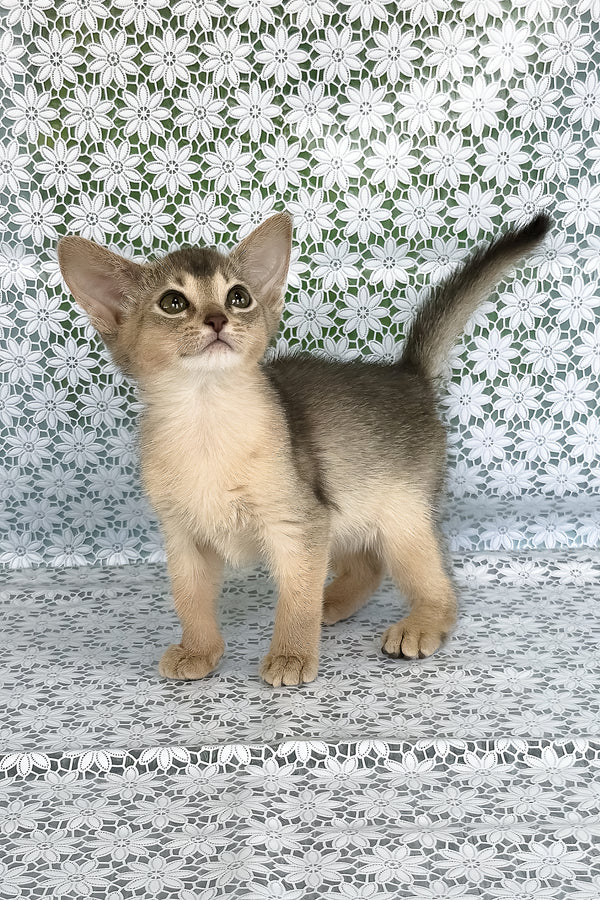 Zhasmin | Abyssinian Kitten