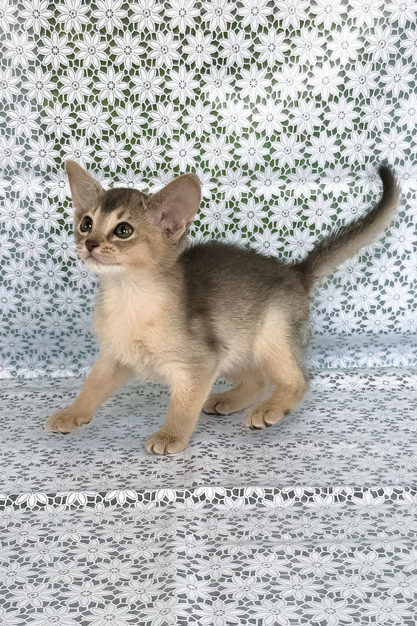 Zhasmin | Abyssinian Kitten