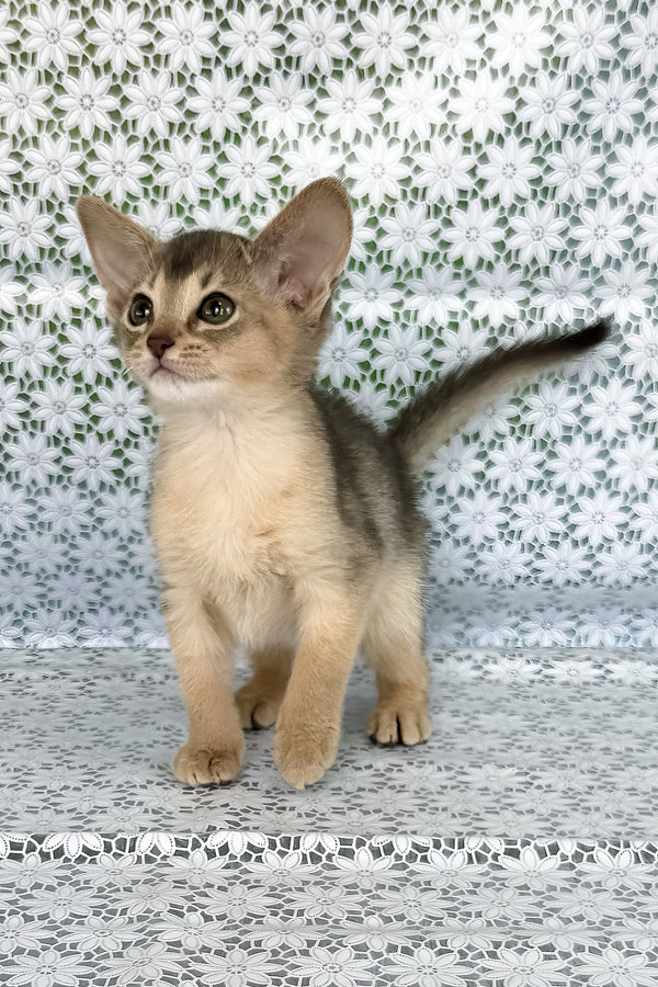 Zhasmin | Abyssinian Kitten