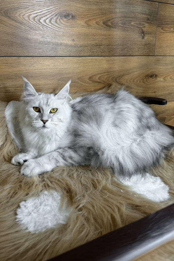 Zhasmine | Maine Coon Kitten