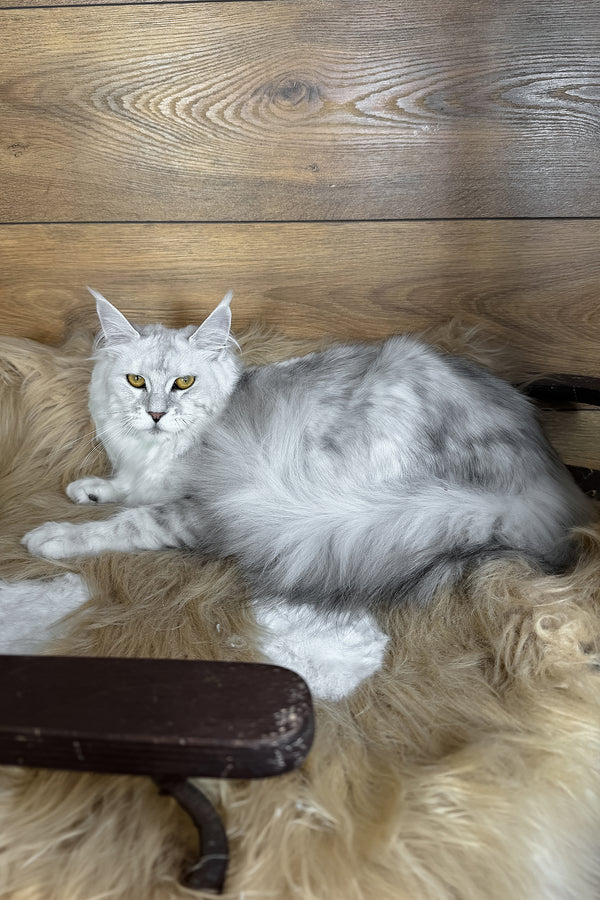 Zhasmine | Maine Coon Kitten