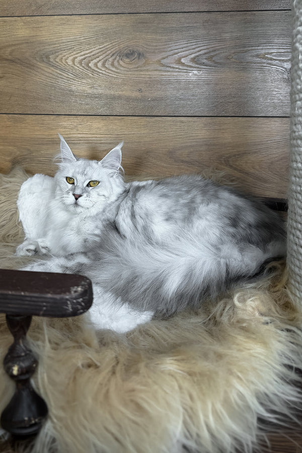 Zhasmine | Maine Coon Kitten