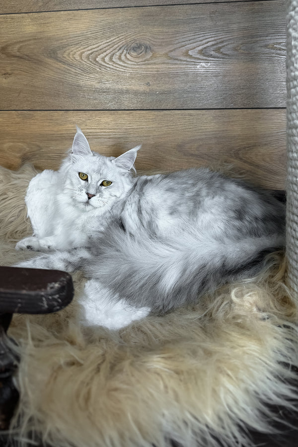 Zhasmine | Maine Coon Kitten