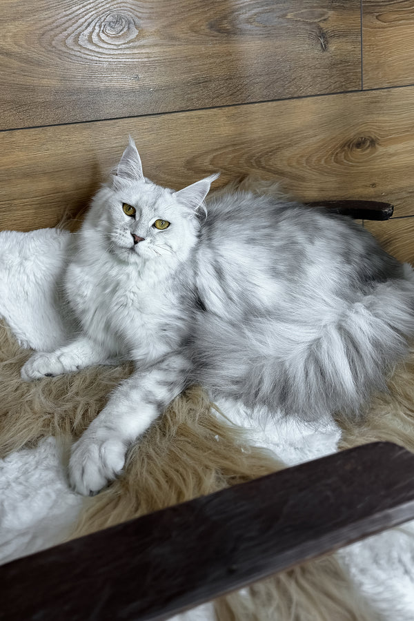 Zhasmine | Maine Coon Kitten