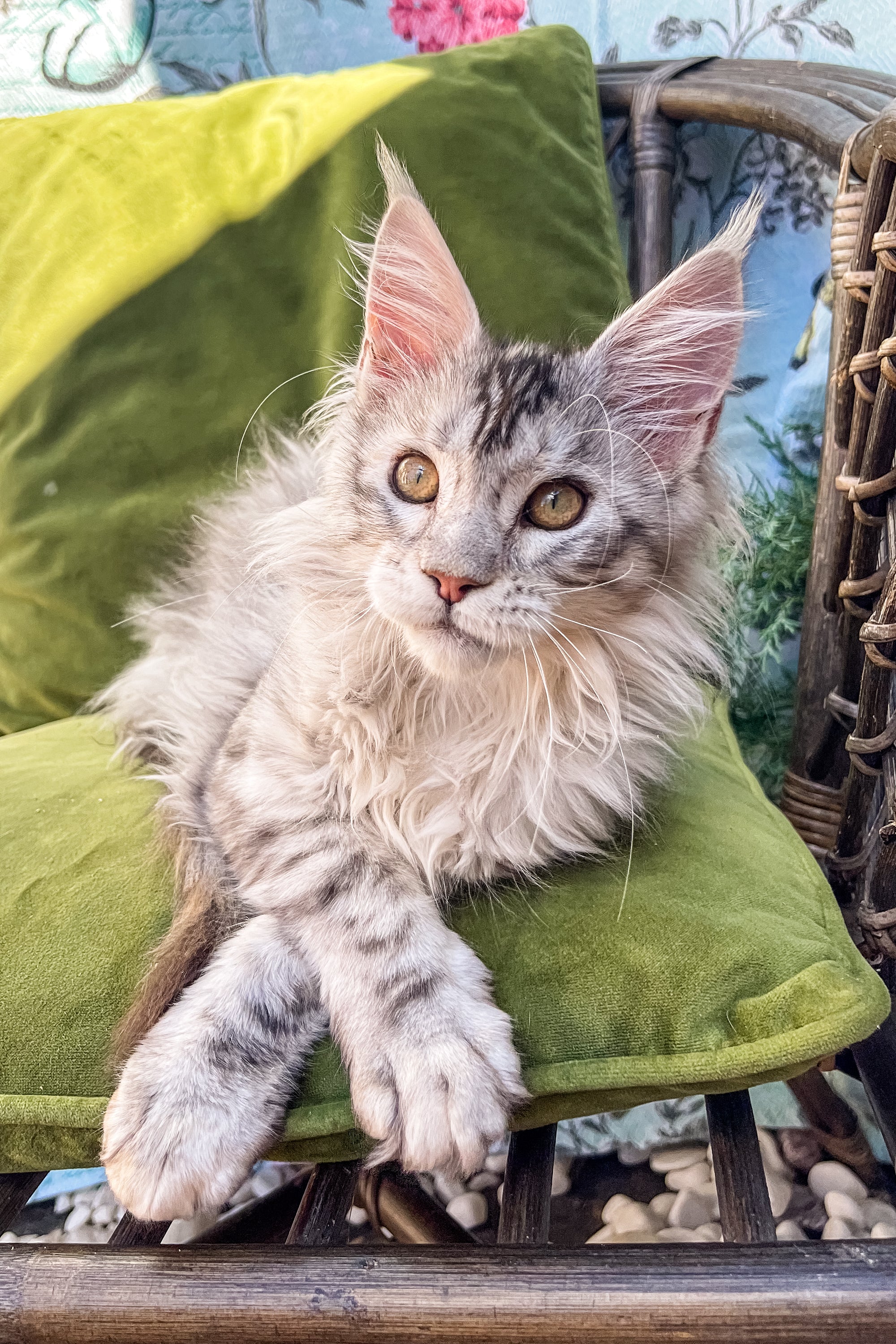 Zina the Adorable Silver Maine Coon Kitten