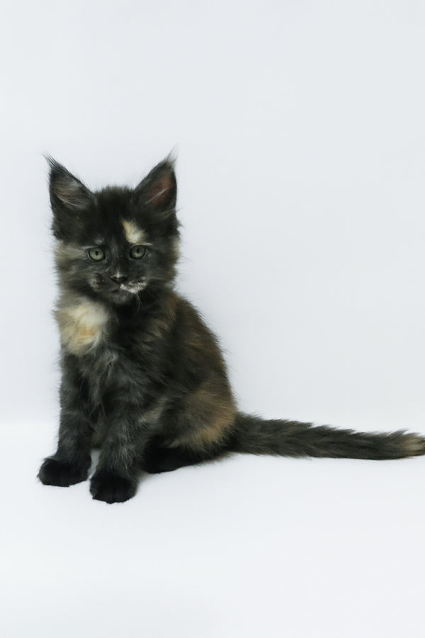 Zoey | Maine Coon Kitten