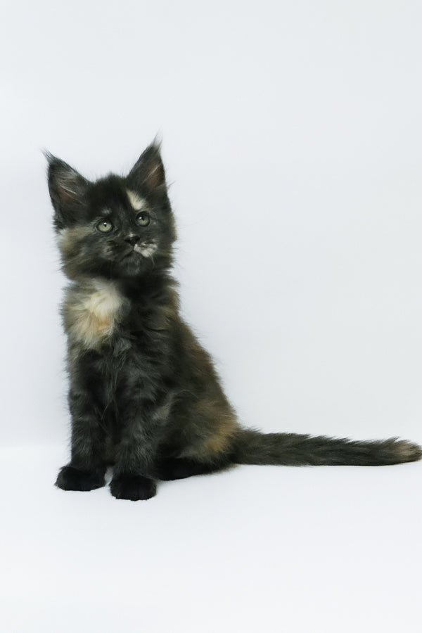 Zoey | Maine Coon Kitten