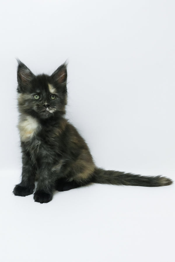 Zoey | Maine Coon Kitten