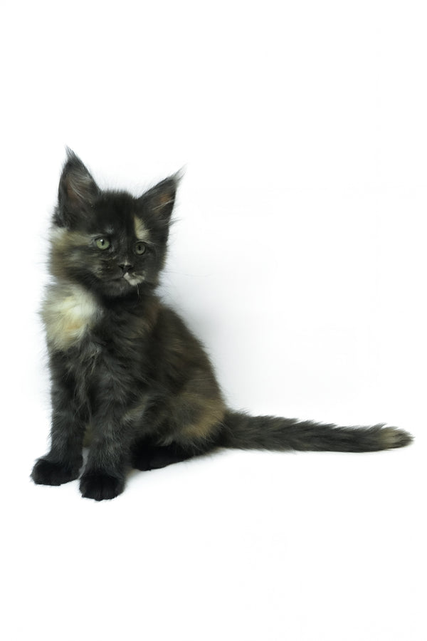 Zoey | Maine Coon Kitten