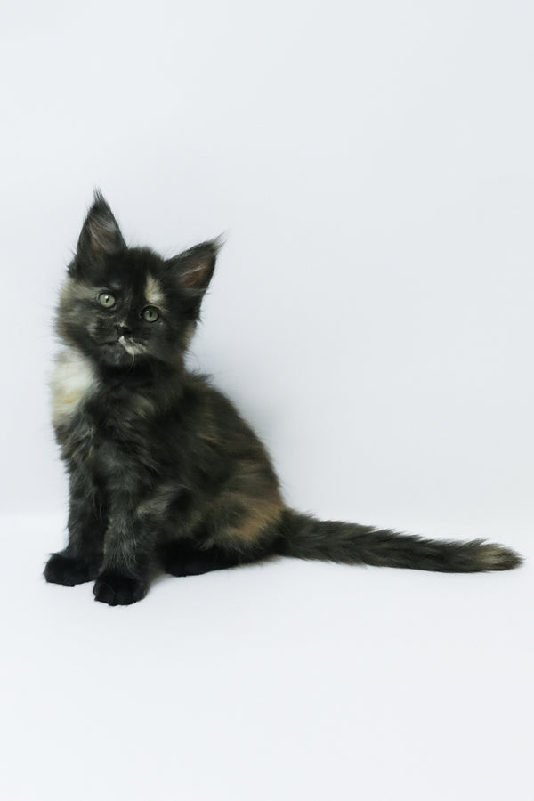 Zoey | Maine Coon Kitten