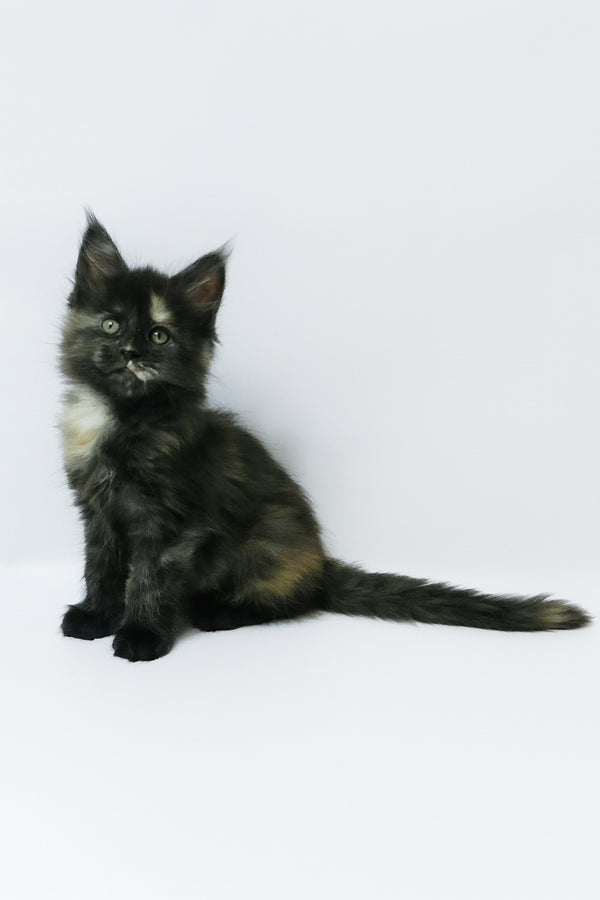 Zoey | Maine Coon Kitten