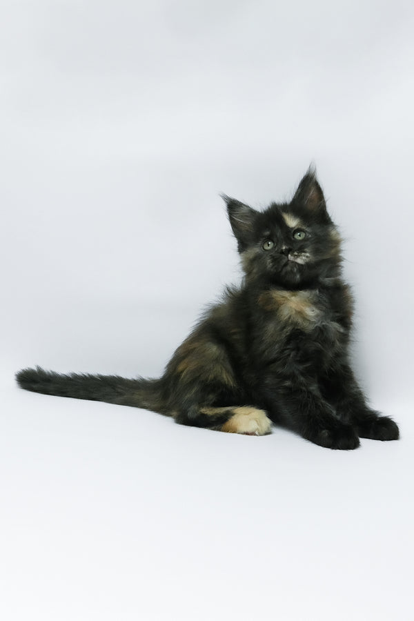 Zoey | Maine Coon Kitten