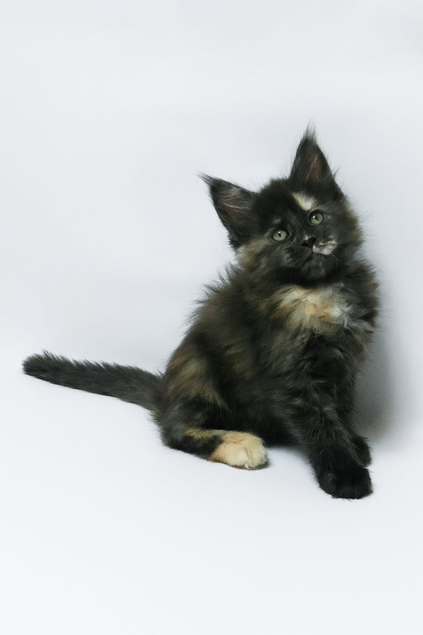Zoey | Maine Coon Kitten