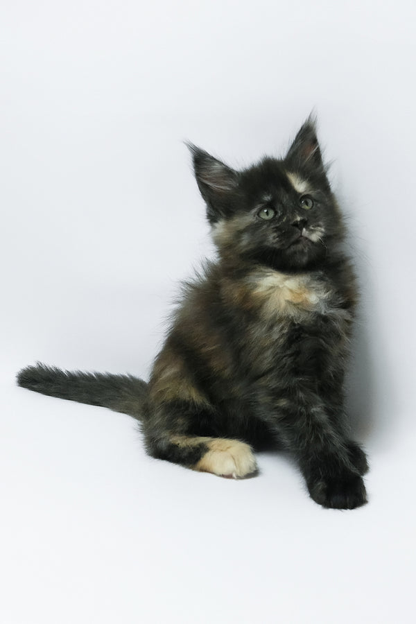 Zoey | Maine Coon Kitten