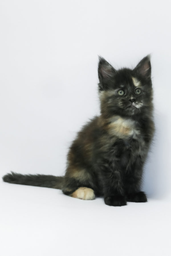 Zoey | Maine Coon Kitten