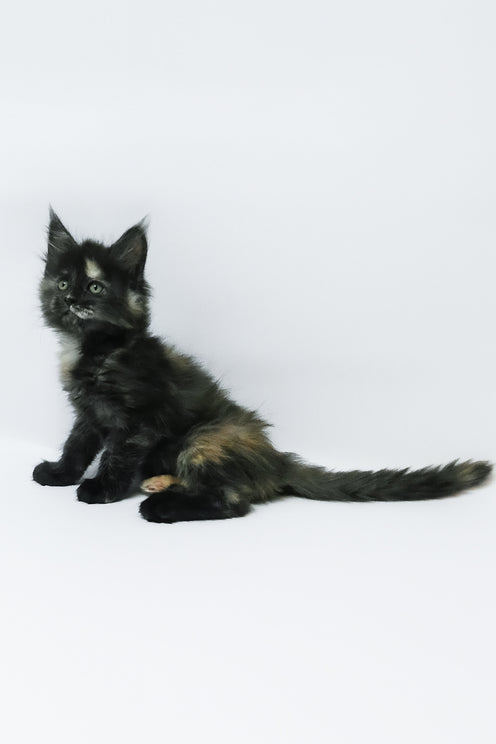 Zoey | Maine Coon Kitten