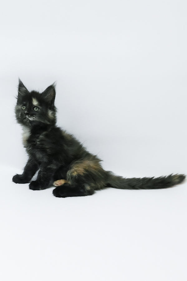 Zoey | Maine Coon Kitten