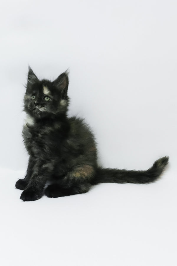 Zoey | Maine Coon Kitten