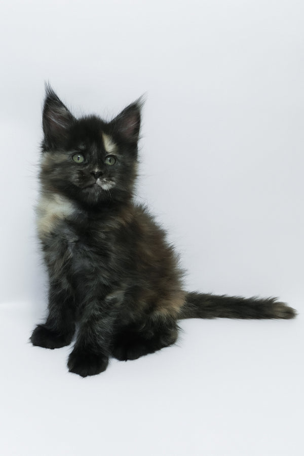 Zoey | Maine Coon Kitten