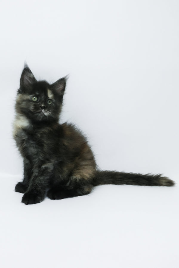 Zoey | Maine Coon Kitten