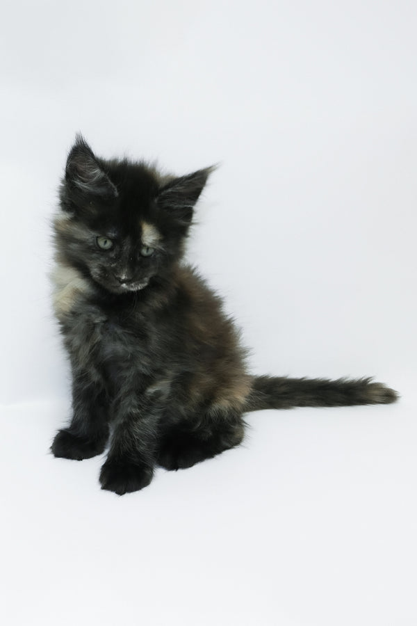 Zoey | Maine Coon Kitten