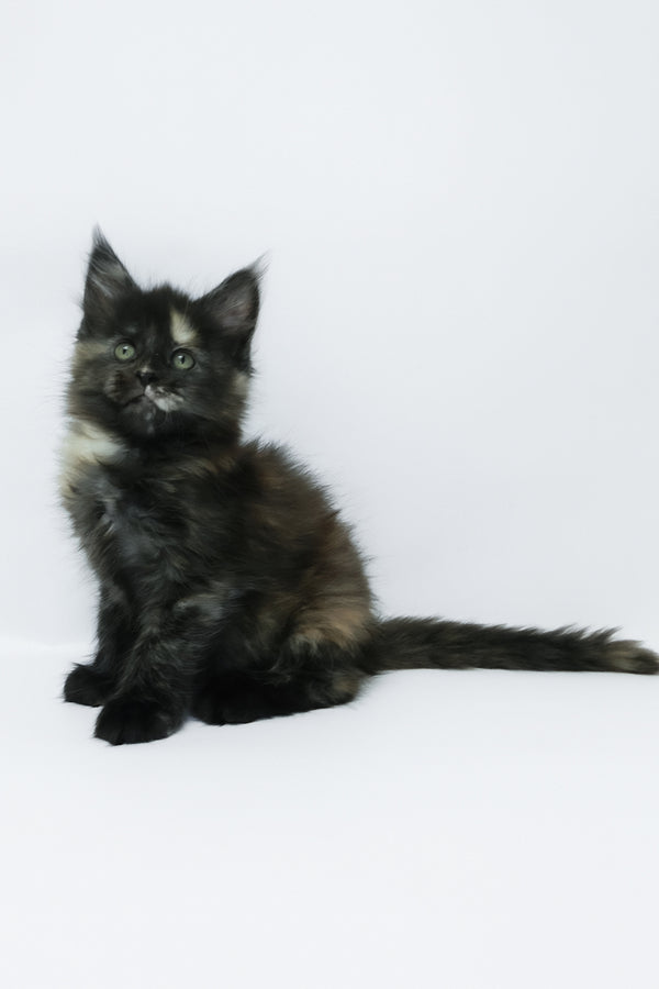 Zoey | Maine Coon Kitten