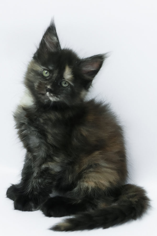 Zoey | Maine Coon Kitten