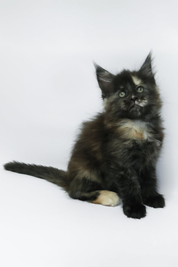 Zoey | Maine Coon Kitten