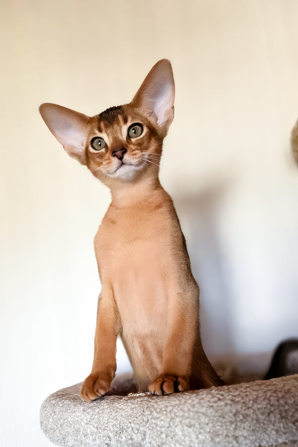 Zorro | Abyssinian Kitten