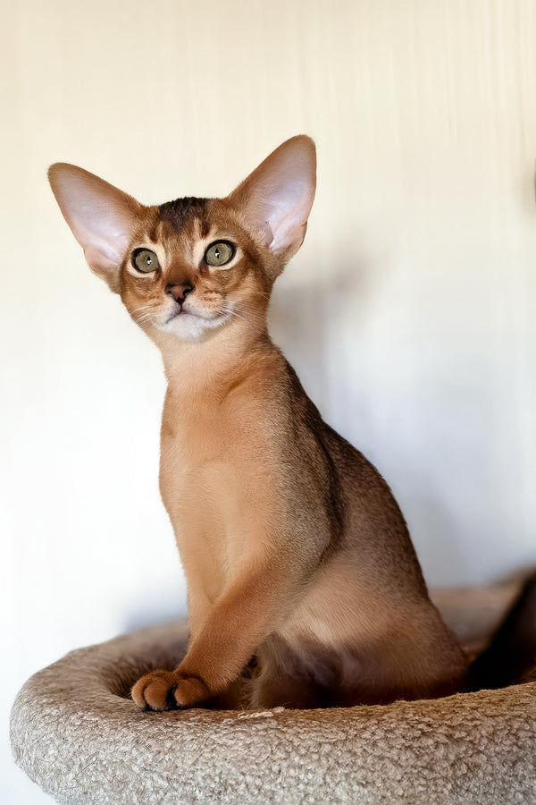 Zorro | Abyssinian Kitten