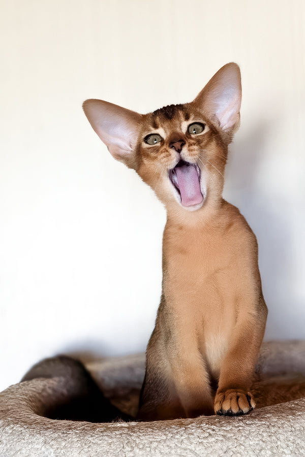 Zorro | Abyssinian Kitten