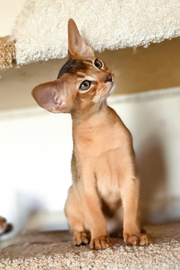 Zorro | Abyssinian Kitten