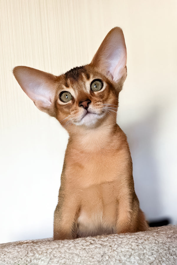 Zorro | Abyssinian Kitten