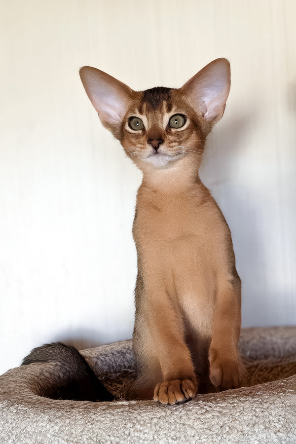 Zorro | Abyssinian Kitten
