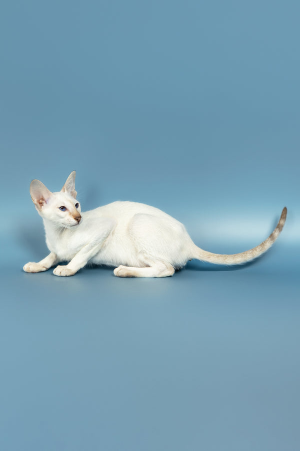 Magi | Oriental Kitten