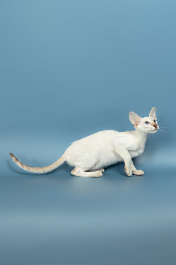 Magi | Oriental Kitten