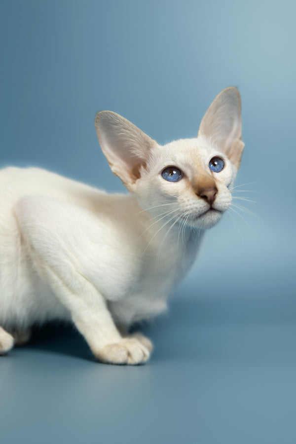 Magi | Oriental Kitten