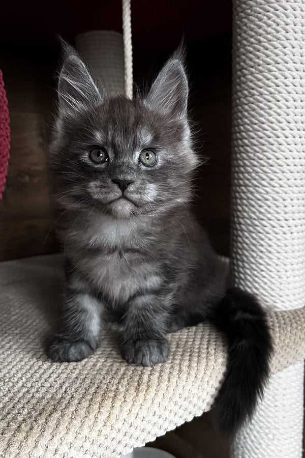 Rafik | Maine Coon Kitten