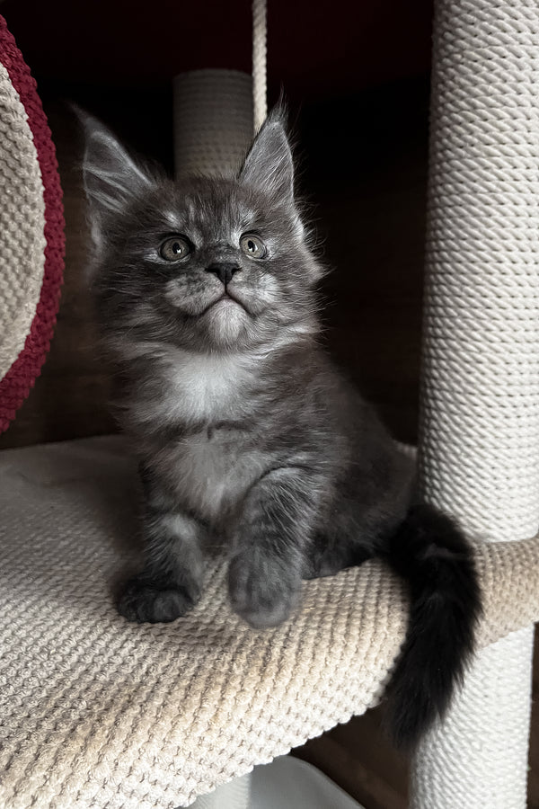 Rafik | Maine Coon Kitten